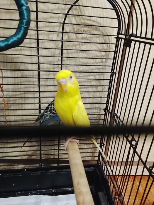 Попугай пара волнистый