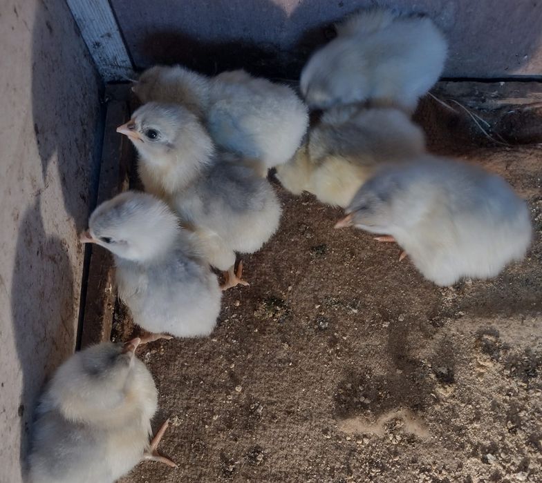 Pui australorp albastru, negru, splash din 14.05.2206
