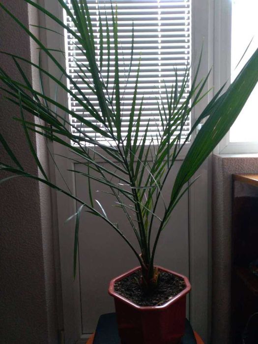 Палма - финикова