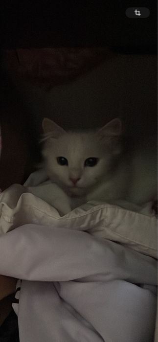 отдам кота в добрые руки