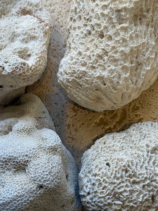 Piatra pentru acvariu marin(schelet coral), curățată, gata de folosit