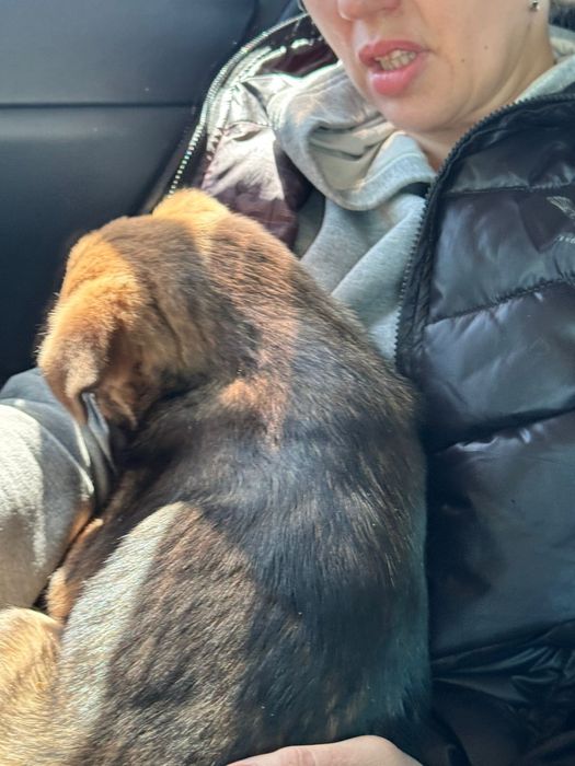 Отдам щенка в добрые руки