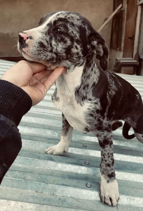 Щенки питбуля XXL