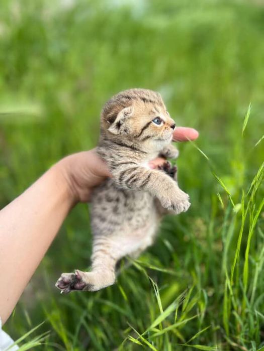 Животные котята с