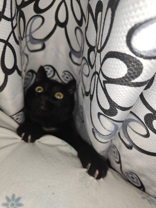 Котик в добрые руки