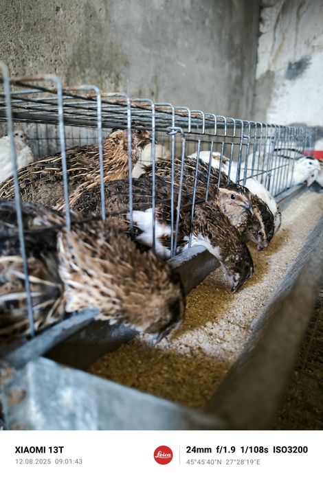 Vând prepelițe tineret