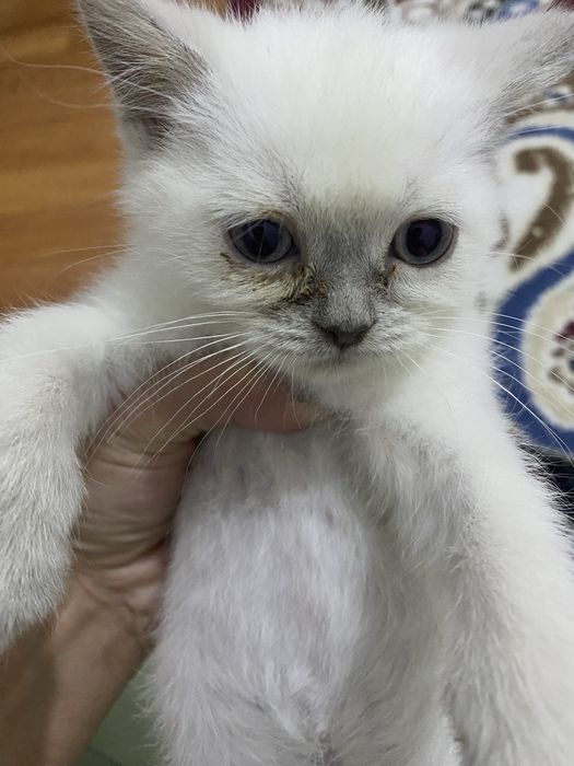 Прямоухий шотландский