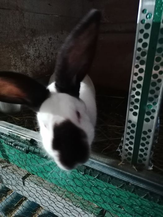 Uriaș de Transilvania femele și masculi