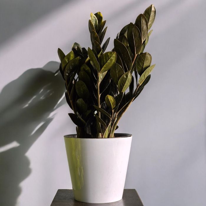 Замиокулькас Цветы Орхидея Гуллар Комнатные Растения Долларовое дерево