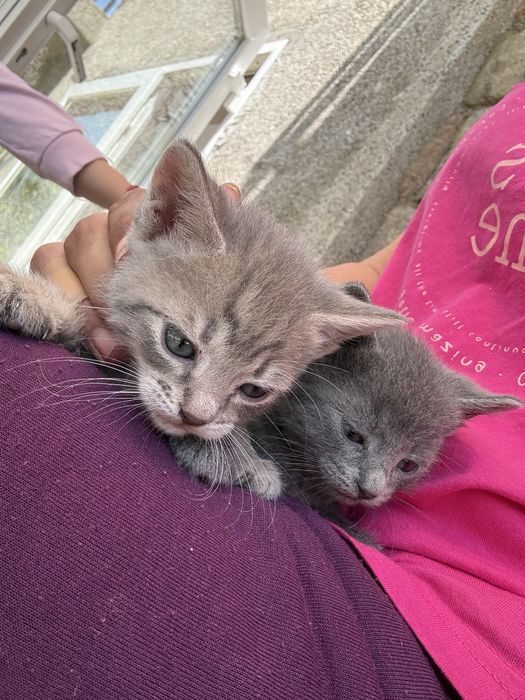 Подарявам малки котенца