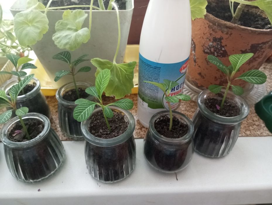 Ростки пальмы.         .