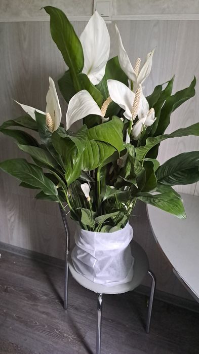 Продам женское счастье