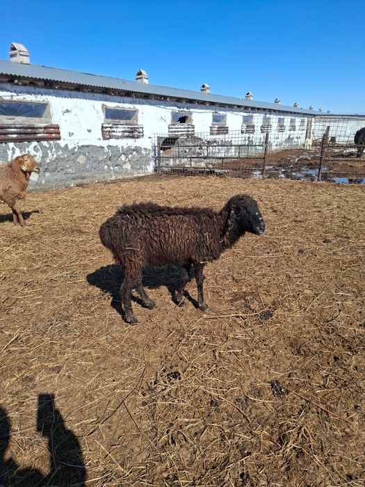 СРОЧНО продам барануху