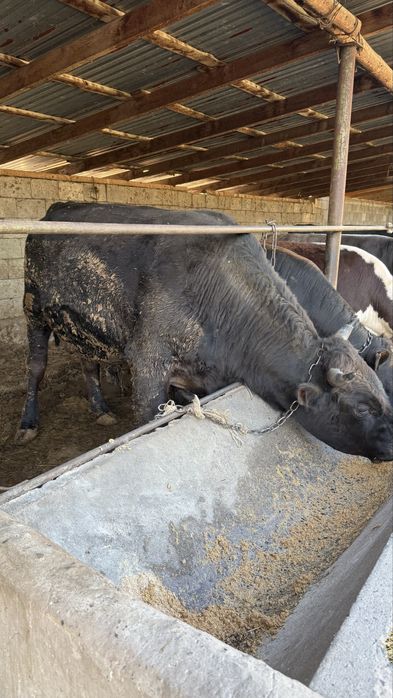 Бука сатылады таза Алатау