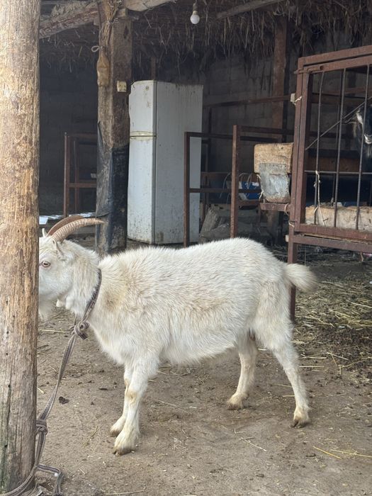 Ешкы 2,5литр сут берген