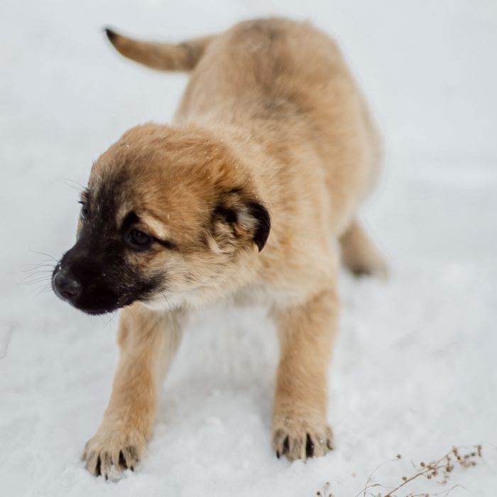 Отдам щенков в добрые руки