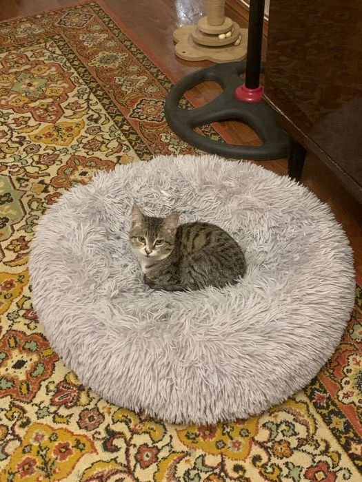 Отдам котенка в добрые руки