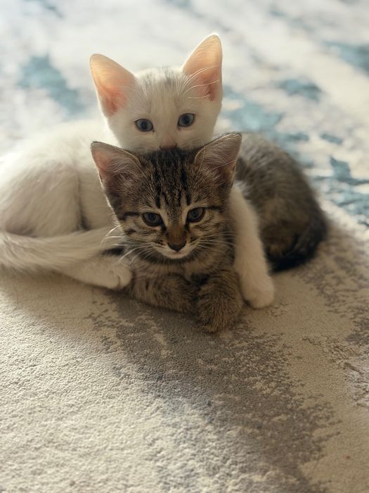 Отдам котят в добрые руки