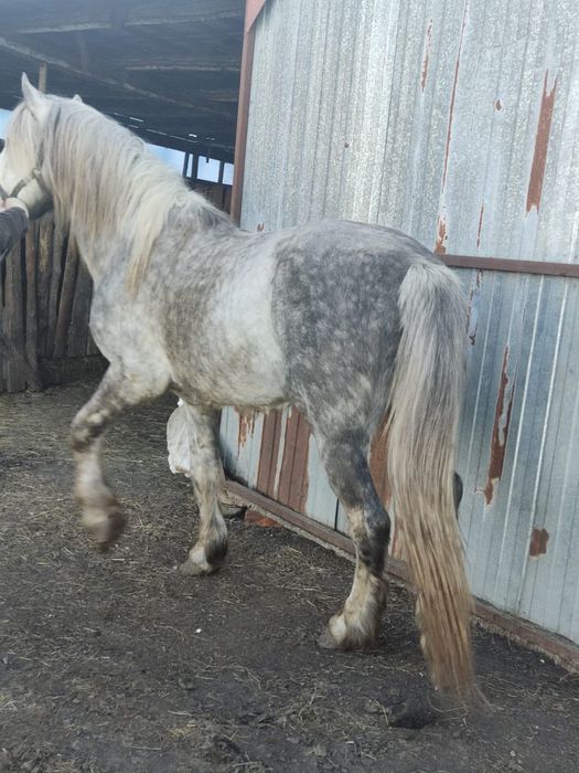 Жеребец полукровный, смесь с першеронном