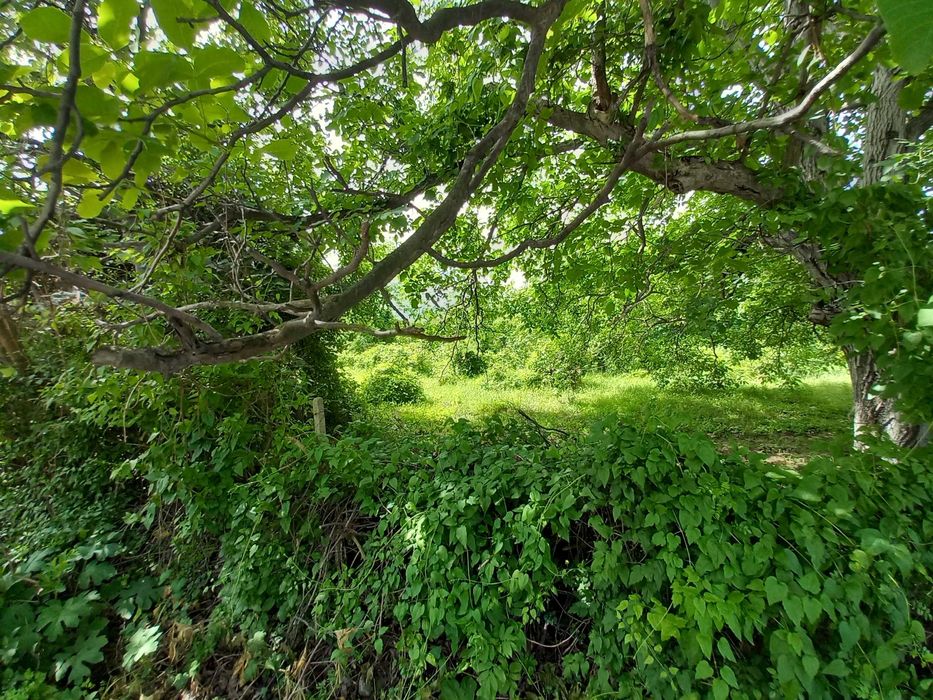 Продава се Парцел в Разград, Стефан Караджа - 2770 кв.м за 19 €/кв.м - Снимка #3