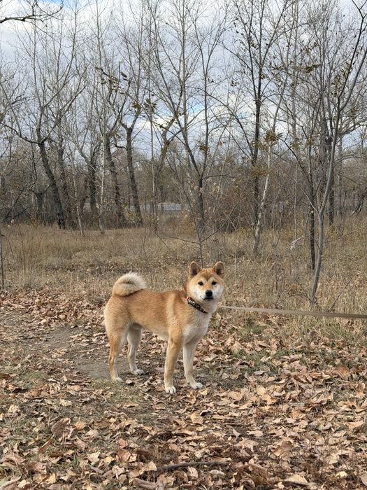 Вязка Сиба Ину. .