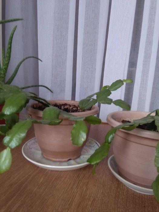 Декабрист   - шлюмбергер