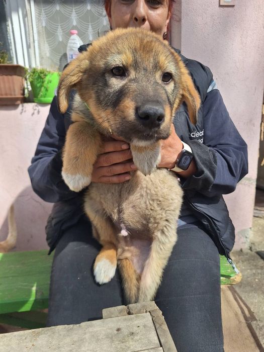 Подарява се бебе Аркан