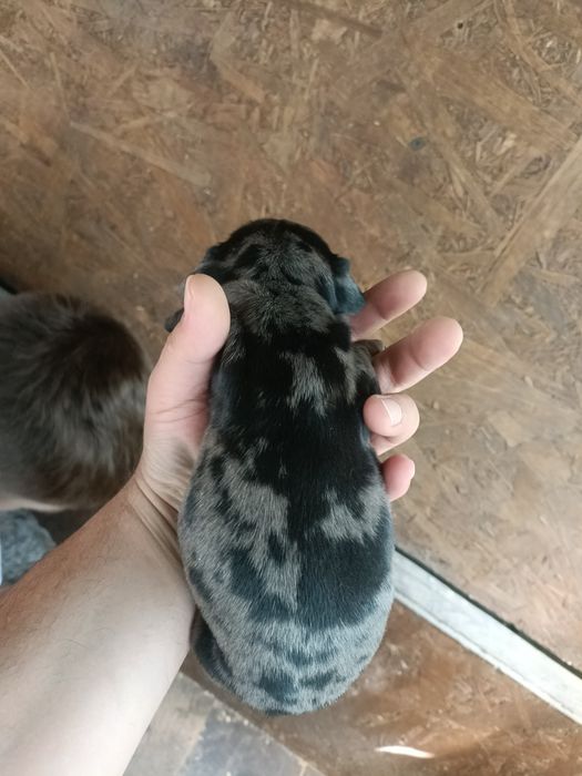Teckel mini arlechin , tekel mini ochii albastrii , dashund