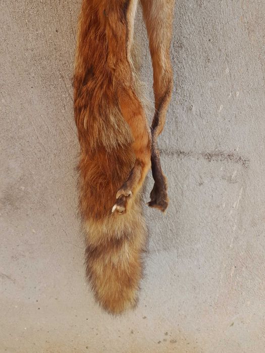 Обработена кожа от лисица