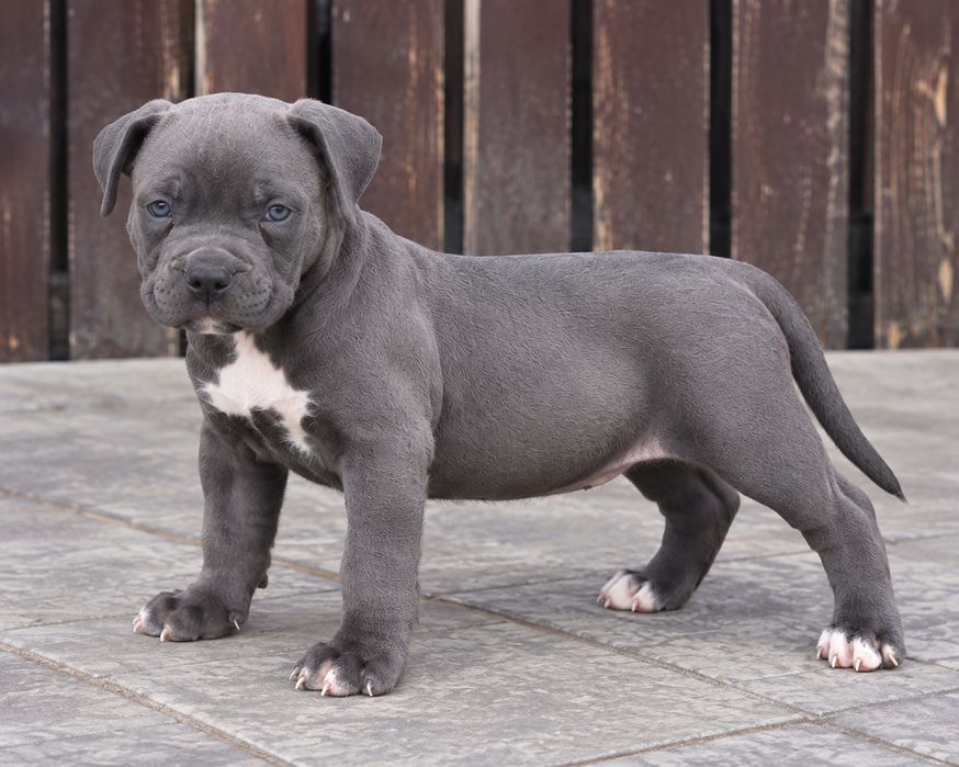 Mascul american Staffordshire Terrier