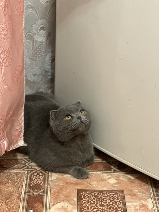 Отдам кота в добрые руки