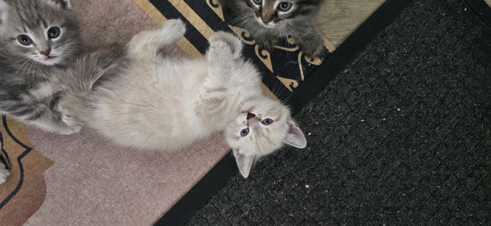 Продам красивых котят!