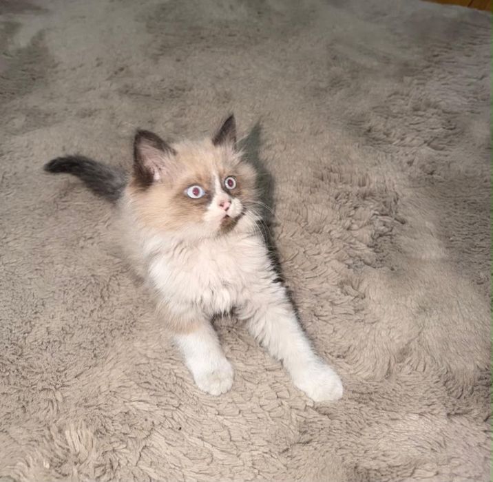 Отдам котят в хорошие руки