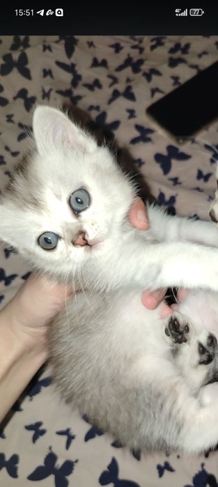 Котята пародистые