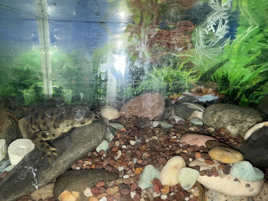 Продам тритона водяного