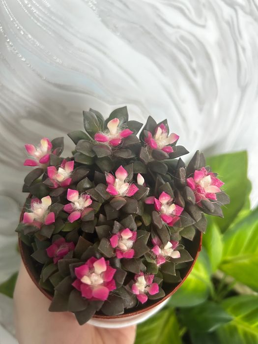 Растение обмен или продам