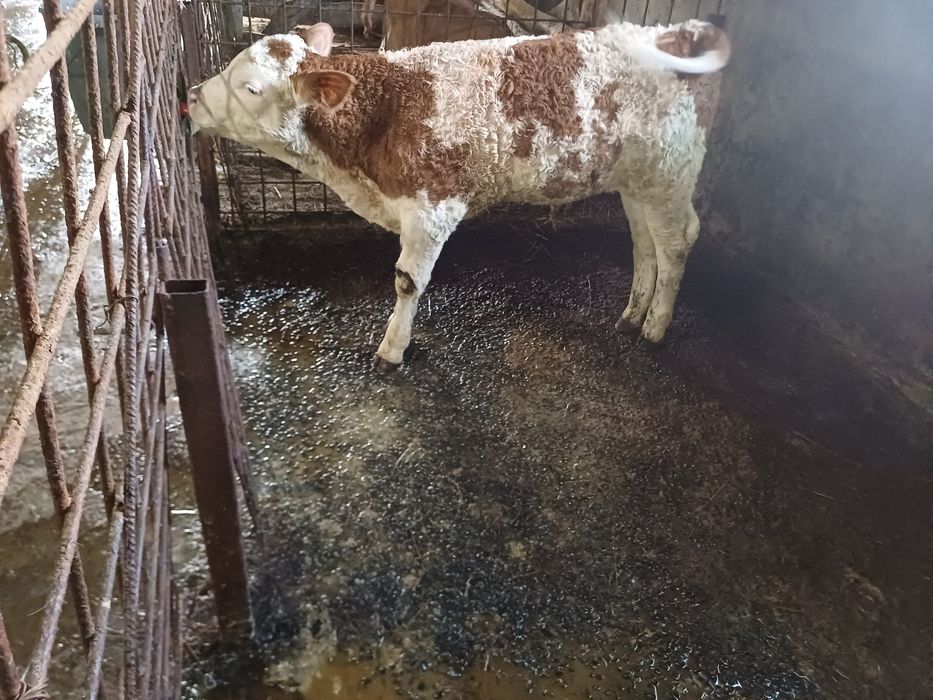 Vând vițel balțat!