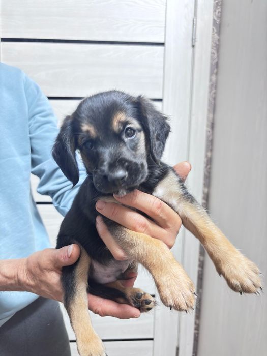 Продам щенят порода кокер спаниэль