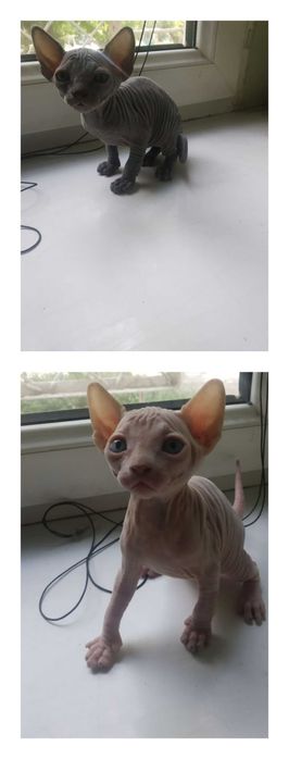Котята канадский сфинкс