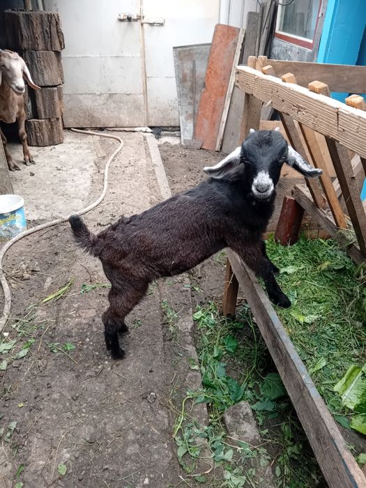 Vând capră cu ied