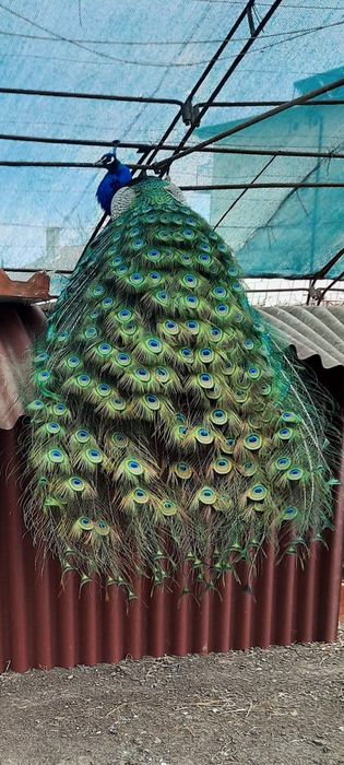 Пауни  мъжки и женски на 6 месеца.