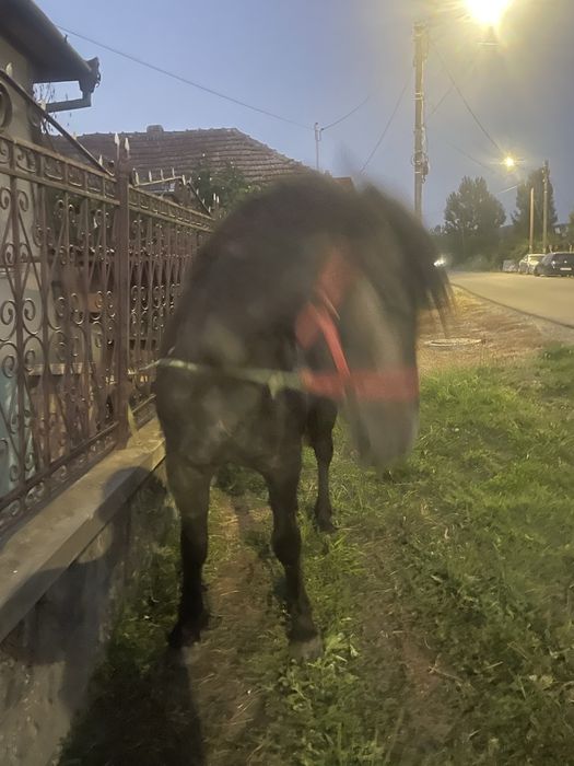 Vand manza de 2 ani