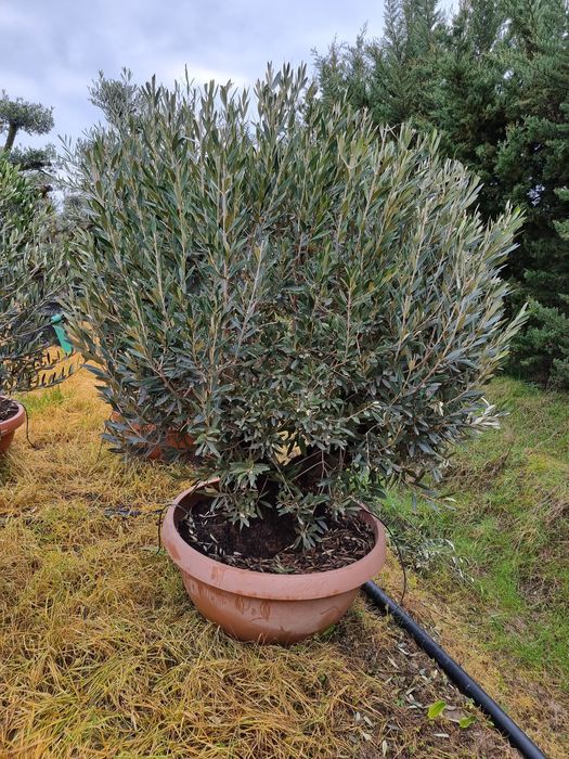 Măslin secular oleo europea