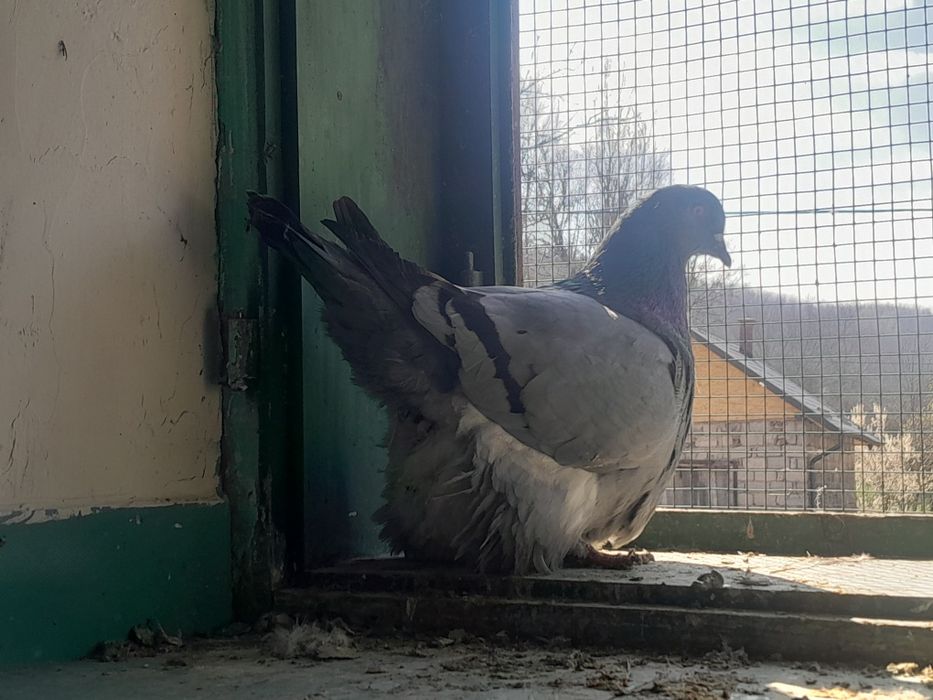 Porumbeii mondaini de vănzare