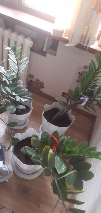 Доллар гүлі  сатылады бағасы 5мыңнан