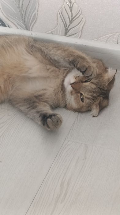 Шиншила скотиш фолд
