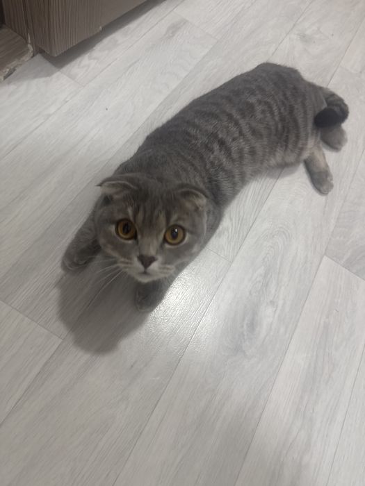 Продается кошечка