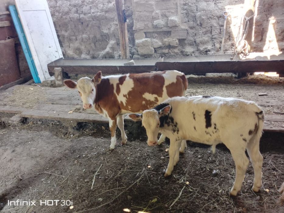 Продам срочно телят