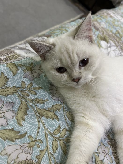 Продается кошка шотландская  скоттиш страйт