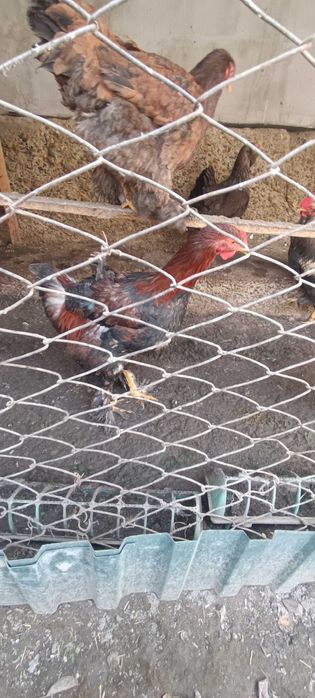 Brama jujalari sotiladi